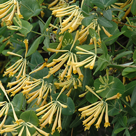 Plant Photo 6