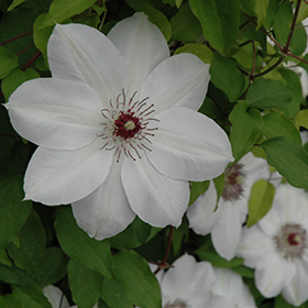 Plant Photo 2