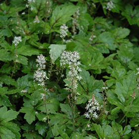 Plant Photo 1