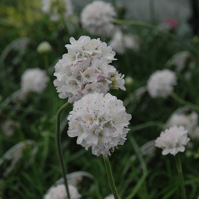 Plant Photo 4