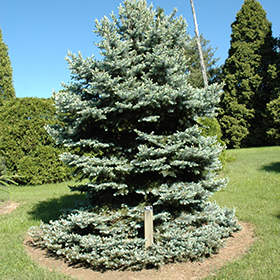 Plant Photo 6