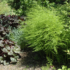Plant Photo 3