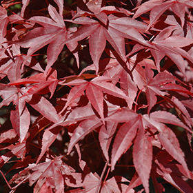 Plant Photo 9