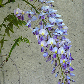 Plant Photo 3