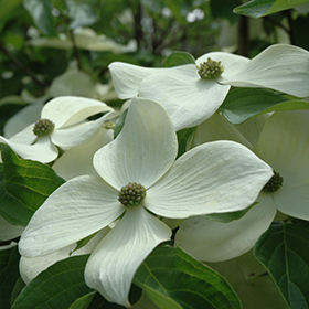 Plant Photo 9
