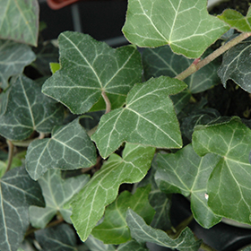Plant Photo 2
