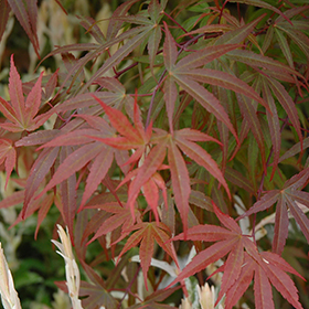 Plant Photo 5