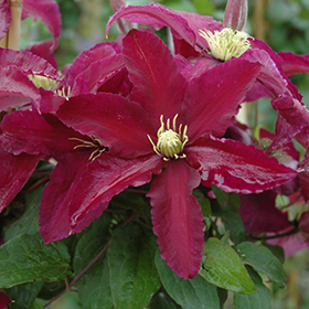 Plant Photo 10