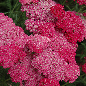 Plant Photo 5