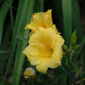 Plant Photo 1