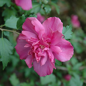 Plant Photo 10