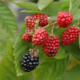 Plant Photo 6