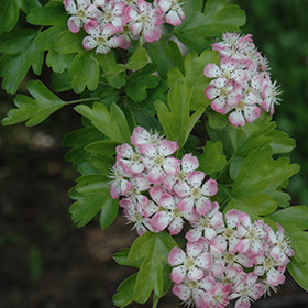 Plant Photo 7