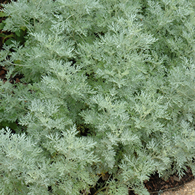 Plant Photo 2