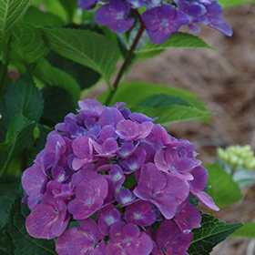 Plant Photo 4