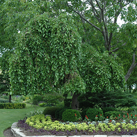 Plant Photo 1