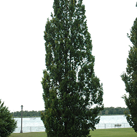 Plant Photo 10