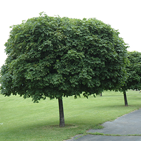 Plant Photo 1