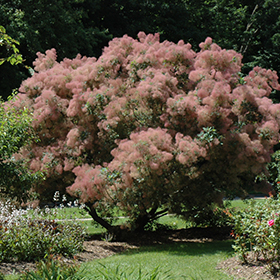 Plant Photo 4