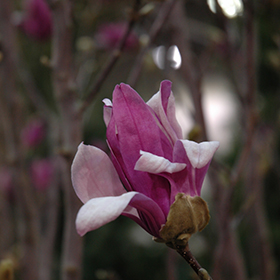 Plant Photo 5