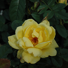 Plant Photo 5