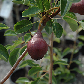 Plant Photo 4