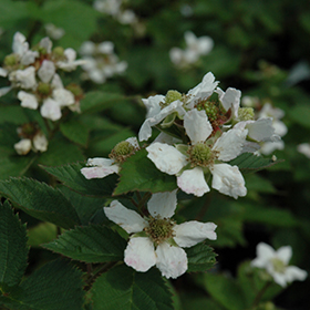 Plant Photo 5