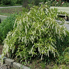 Plant Photo 10