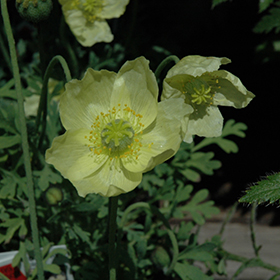 Plant Photo 7