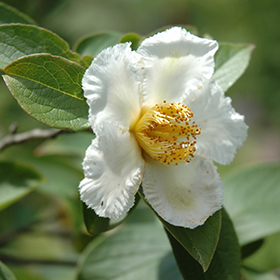 Plant Photo 5