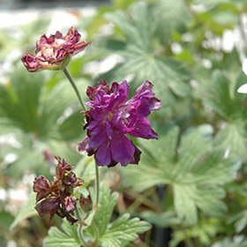Plant Photo 1