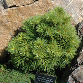 Plant Photo 6