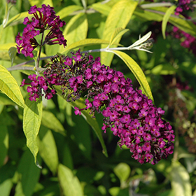 Plant Photo 10