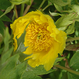 Plant Photo 3