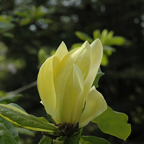Plant Photo 8