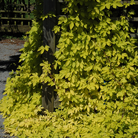 Plant Photo 3