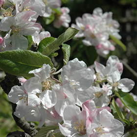 Plant Photo 5