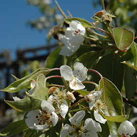 Plant Photo 3
