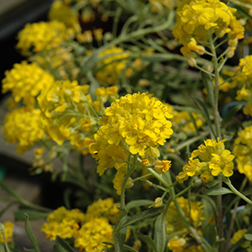 Plant Photo 4