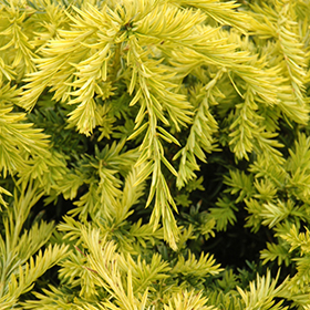 Plant Photo 9