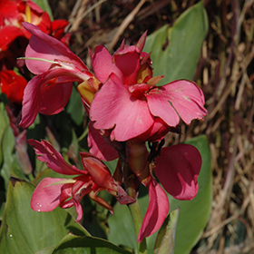 Plant Photo 1