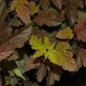 Plant Photo 6