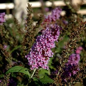 Plant Photo 7