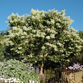 Plant Photo 6