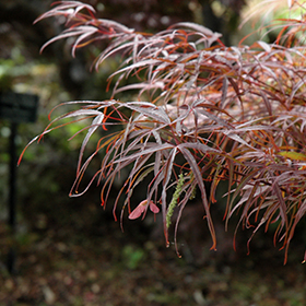 Plant Photo 7