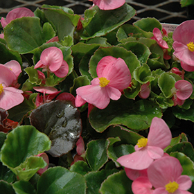 Plant Photo 9
