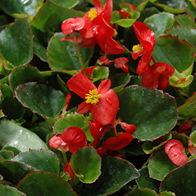 Plant Photo 10