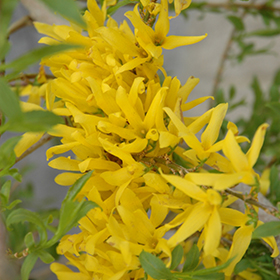 Plant Photo 10