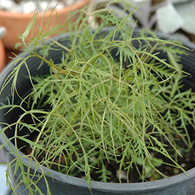 Plant Photo 10