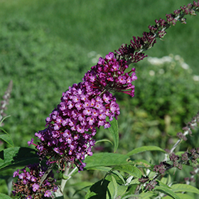 Plant Photo 5